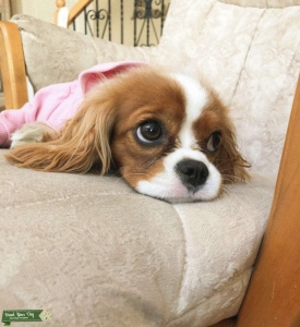 Looking for purebred cavalier king charles spaniel to mate with Listing Image