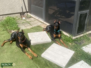 American Female Doberman red and black Listing Image