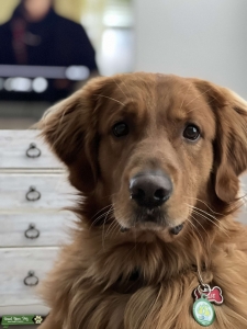 Red Golden Retriever AKC cert Listing Image