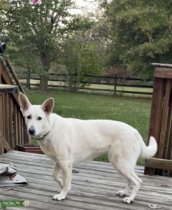 German Shepherd Female looking to mate Listing Image