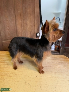 Apollo Belen - Stud Muffin! Listing Image