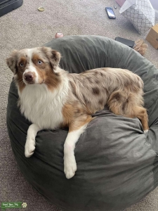 AKC champion bloodline Red Merle Australian Shepherd Listing Image