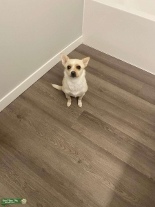 Female Pomeranian Chihuahua  Listing Image