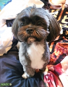 Tri coloured 1 year old Shih Tzu x Maltese male, absolute stud and ready to meet a lovely lady to have his pups with. Listing Image