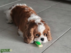 Tampa AKC King Charles  Listing Image