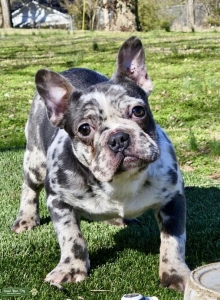 AKC Blue Merle for Stud Listing Image