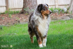 AKC/ASDR/ASCA CHIC# Stud available  Listing Image