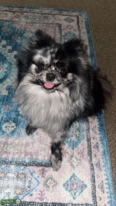 Blue Merle Ready for a Girlfriend Listing Image