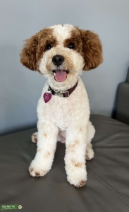 Parti Female Poodle 14lbs Listing Image