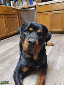 Handsome Rottweiler Listing Image