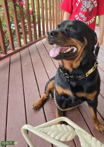AKC German Rottweiler Listing Image