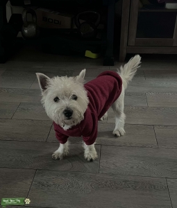 West Highland White Terrier Listing Image
