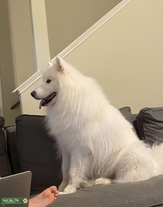 Samoyed Listing Image