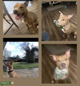 Fawn & White Pitbull Listing Image