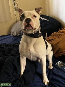 Black&white piebald American Bully stud Listing Image