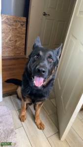 Black and Tan purebred GSD Listing Image