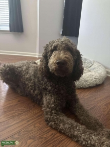 Standard Poodle Stud Listing Image