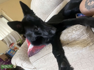 Black German shepherd stud  Listing Image