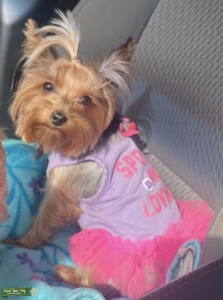 Yorkie  Listing Image