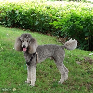 Silver Standard Poodle Listing Image