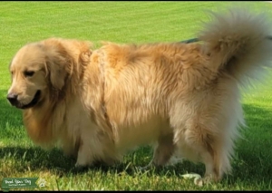 AKC Golden Retriver stud  Listing Image