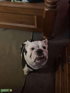 Bulldog stud Listing Image
