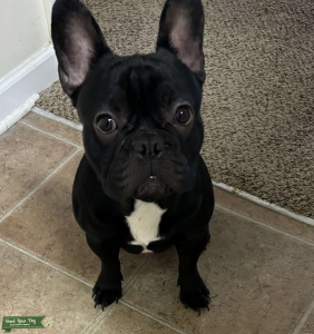 French Bulldog Listing Image