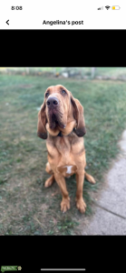 Hank the Stud Listing Image
