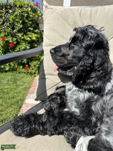 Male English Cocker Spaniel show type pure bred Listing Image
