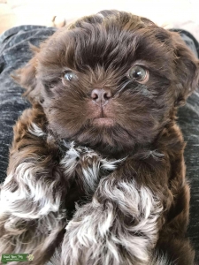 Small Dark Chocolate AKC Shih Tzu  Listing Image