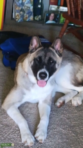 American akita  Listing Image