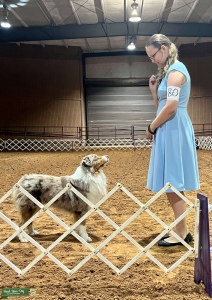 AKC Australian Shepherd  Listing Image
