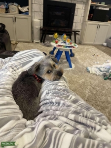 Blue/tan male yorkie looking to mate with female yorkie Listing Image