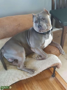 Stud For Breeding Listing Image