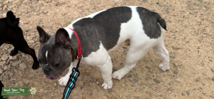 Piebald sweet guy looking to help someone makes some beautiful puppies Listing Image