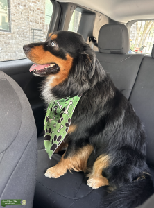 Wyatt (Male) AKC- Good citizen certificate- pedigree - Stud available Listing Image