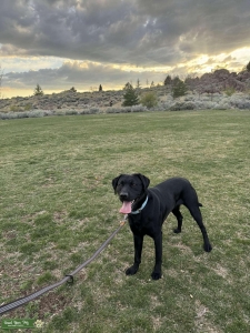 English Labrador Retriever Listing Image