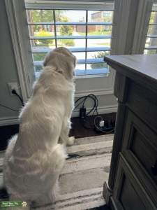 English retriever  Listing Image