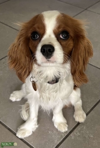 Young Cavalier King Charles Male stud Listing Image