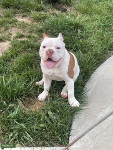 English Bulldog male Listing Image