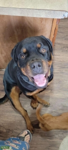 Stud 3 yrs old Listing Image