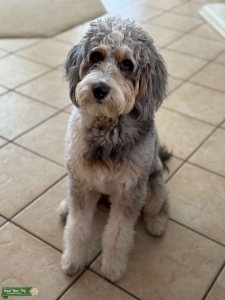 Blue Merle - Mini Aussie Doodle Listing Image