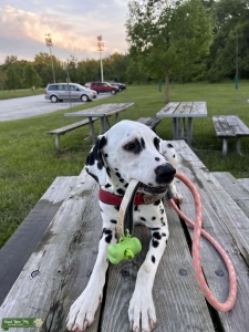 Pure Breed Dalmatian Stud Services Listing Image