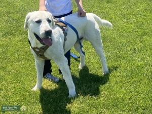 White Labrador Retriever Stud Listing Image