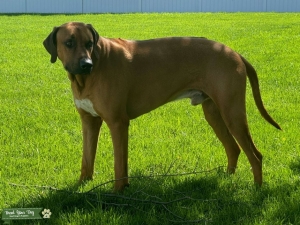 Rhodesian Ridgeback Male Listing Image
