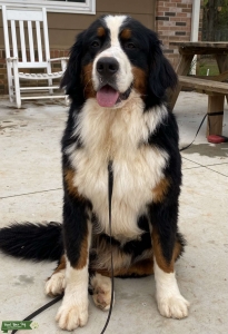 Bernese Mountain Dog Stud Listing Image