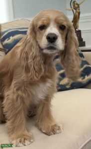 Female American Cocker Spaniel Listing Image