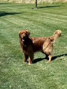Dark Red AKC Golden Retriever  Listing Image