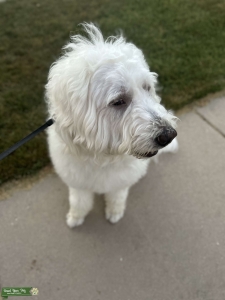 Great Pyrenees x Poodle Listing Image