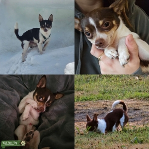 Tri-color Chihuahua Pom Stud Listing Image